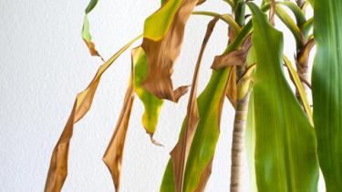 ¿Por qué las puntas de las hojas se secan aunque riegues la planta? El error más común en invierno