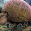 Imagen de El insólito gliptodonte hallado en Neuquén que cambia lo que se sabía de la prehistoria: cuándo se podrá visitar