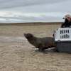 Imagen de Un lobo marino sorprendió a vecinos de El Cóndor: así fue el operativo para rescatarlo y devolverlo al mar