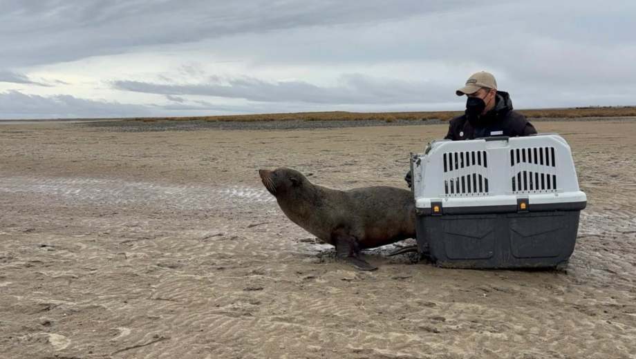 El lobo marino de dos pelos fue rescatado en El Cóndor, recibió atención veterinaria en San Antonio Oeste y luego fue liberado en un sector costero seguro, donde continuará bajo monitoreo. Foto: gentileza.