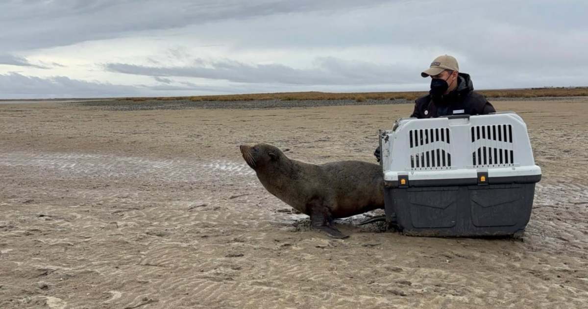 Rescatan a un lobo marino en El Cóndor y lo devuelven al mar