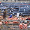 Imagen de ¿Qué tienen en común la producción de cebolla en España y la Patagonia? Las claves que unen a dos potencias exportadoras