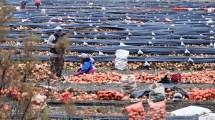 Imagen de ¿Qué tienen en común la producción de cebolla en España y la Patagonia?