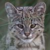 Imagen de Cómo buscan retratar la fauna silvestre de la Argentina con cámaras trampa