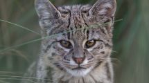 Imagen de Cómo buscan retratar la fauna silvestre de la Argentina con cámaras trampa