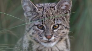 Cómo buscan retratar la fauna silvestre de la Argentina con cámaras trampa