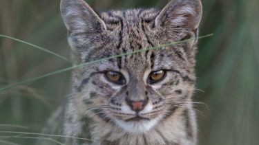 Cómo buscan retratar la fauna silvestre de la Argentina con cámaras trampa