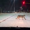 Imagen de Una visita inesperada en Rio Gallegos: un puma fue avistado en pleno centro urbano tras la nieve