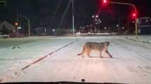 Imagen de Una visita inesperada en Rio Gallegos: un puma fue avistado en pleno centro urbano tras la nieve