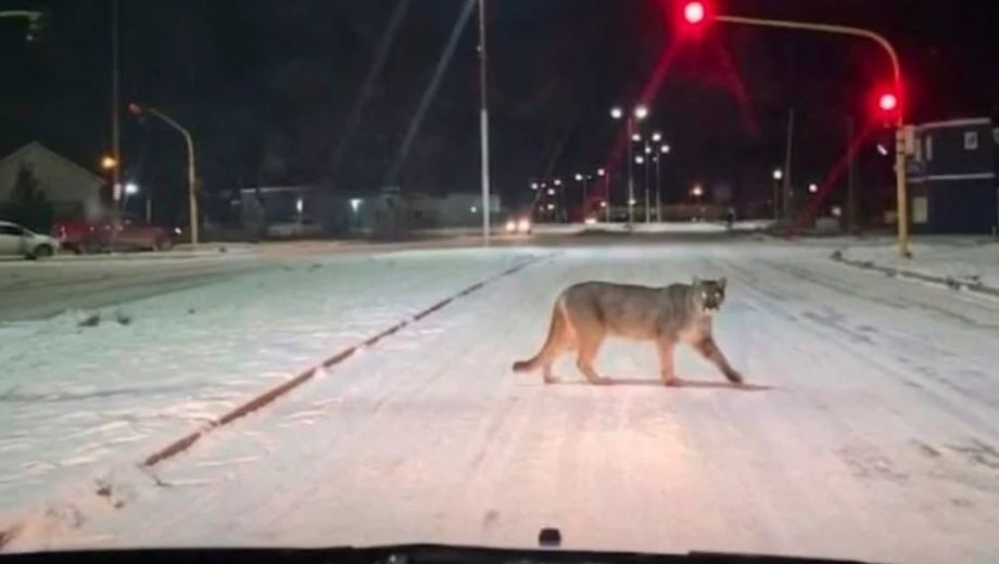 El felino fue visto en plena avenida de la ciudad, y la imagen se difundió en redes (Foto: gentileza)