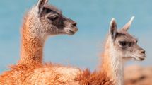 Imagen de Patagonia protege más de la mitad de sus bosques, pero hay tres amenazas