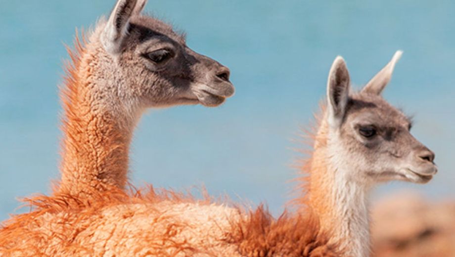 Los guanacos son especies nativas que habitan en la estepa patagónica, aunque también se adentran en zonas de bosques abiertos y áreas de transición andina (Crédito Conicet)