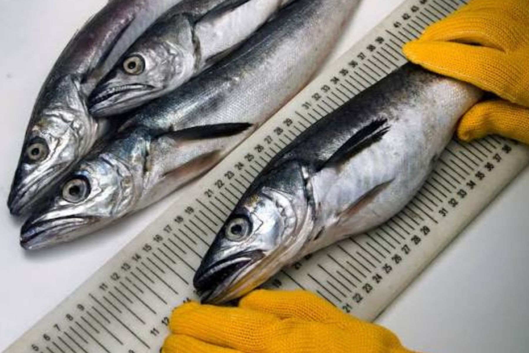 Investigación revela la dieta de la merluza según su tamaño