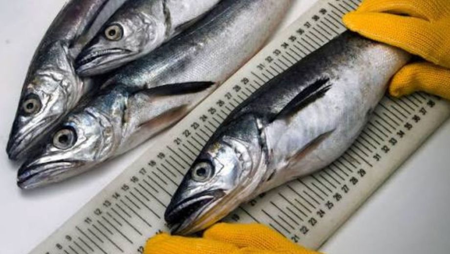 La merluza común es la especie que vive cerca del fondo del marino más abundante del Atlántico sudoccidental