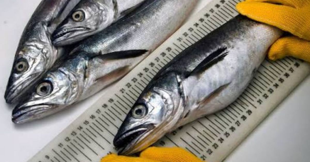 Investigación revela la dieta de la merluza según su tamaño
