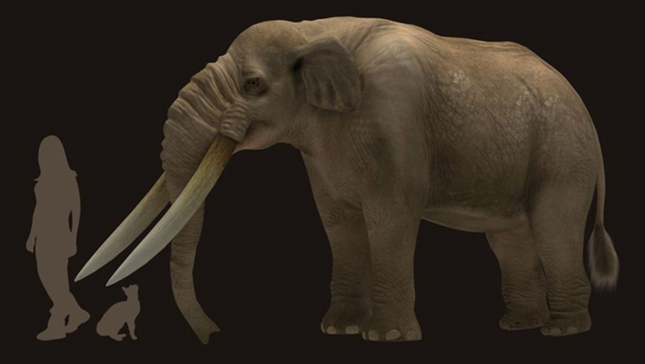 La dieta de los primeros grupos humanos en América fue especializada en megafauna.