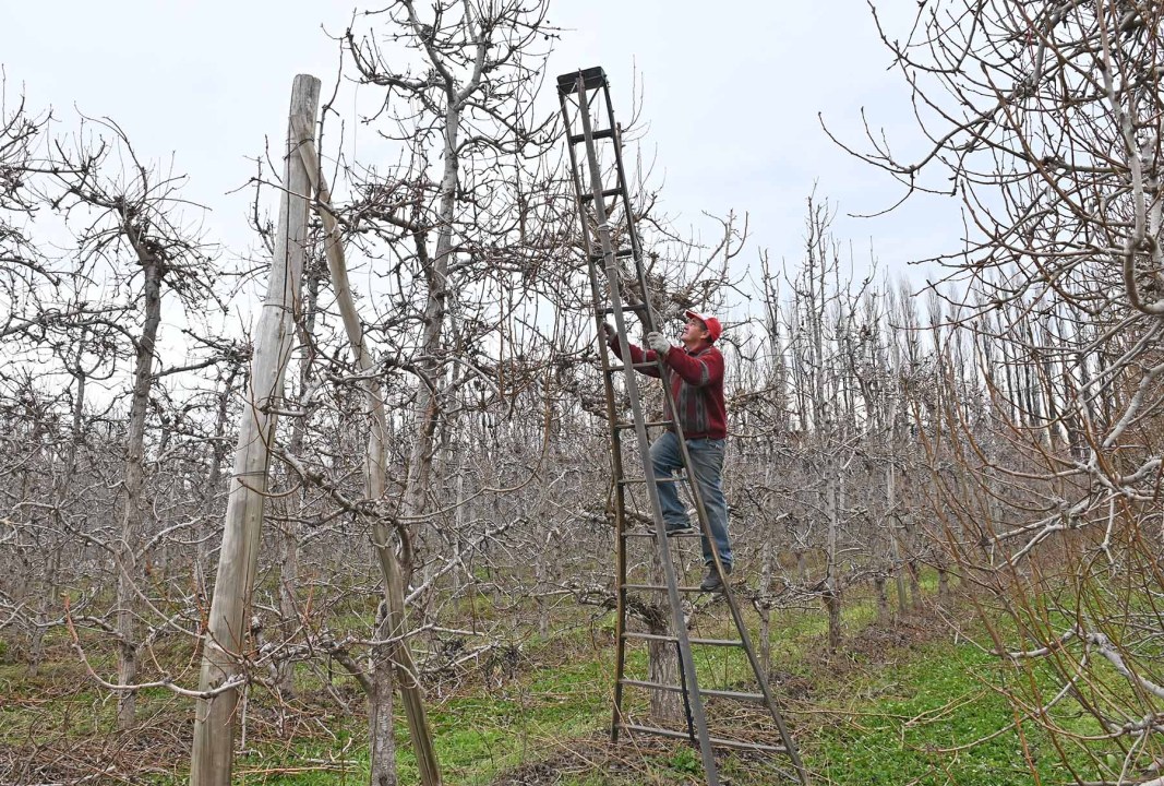 Los cuadros con frutales en el Alto Valle atraviesan el período de poda.