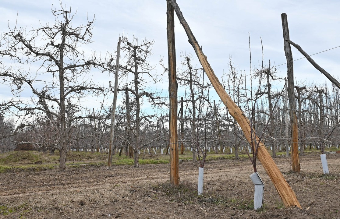 Los postes para las espalderas de perales y manzanos son fabricados en las mismas chacras.