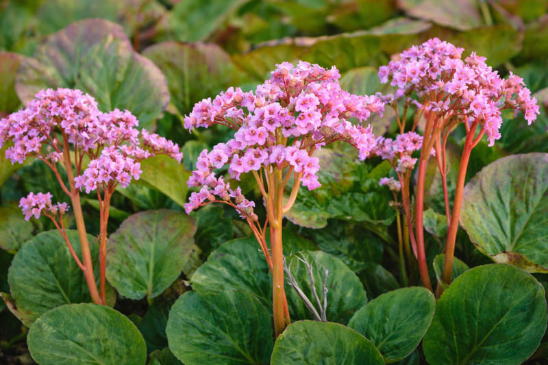 Una planta invernal que florece con poco riego y tolera el frío