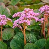 Imagen de La planta que resiste el frío, necesita muy poco riego y sorprende con sus flores en pleno invierno