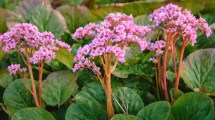 Imagen de La planta que resiste el frío, necesita muy poco riego y sorprende con sus flores en pleno invierno