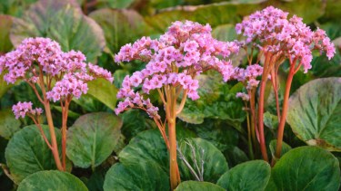 La planta que resiste el frío, necesita muy poco riego y sorprende con sus flores en pleno invierno