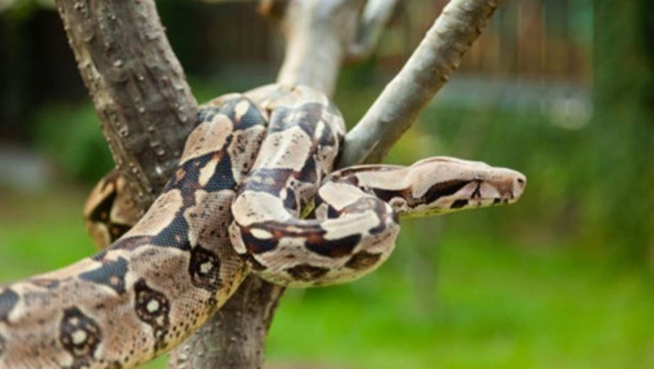 Buscan intensamente a una boa de más de tres metros, que se escapó de una terraza de Buenos Aires