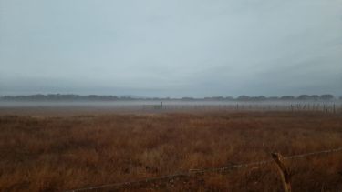 Las lluvias trajeron alivio al campo de Neuquén, aunque preocupan los índices de preñez y el parate comercial