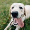 Imagen de Estar triste o feliz afecta a tu perro: qué descubrió una investigación científica