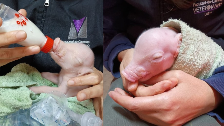 Investigadores de la UBA durante el cuidado del clon porcino con "triple knockout", un hito de la ciencia argentina diseñado para burlar el rechazo inmunológico humano en futuros trasplantes. (Foto: gentileza UBA)