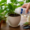 Imagen de Regar las plantas con agua oxigenada: el truco casero que ayuda a fortalecer las raíces