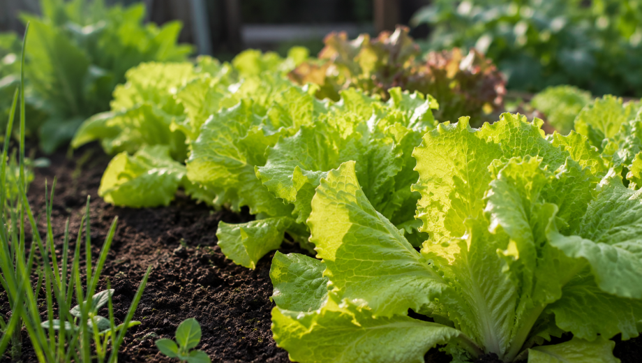 Dependiendo de la variedad y de las condiciones climáticas, la lechuga suele estar lista entre 45 y 70 días después de la siembra.