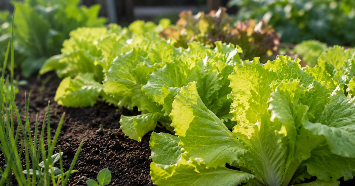 Verduras que se pueden sembrar en agosto para cosechar en primavera