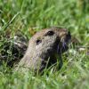 Imagen de Así descubrieron que el Tuco Tuco de Esquel vive en grupos: es la tercera especie social que se detecta