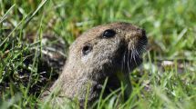 Imagen de Así descubrieron que el Tuco Tuco de Esquel vive en grupos: es la tercera especie social que se detecta