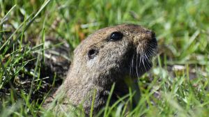 Así descubrieron que el Tuco Tuco de Esquel vive en grupos: es la tercera especie social que se detecta