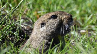 Así descubrieron que el Tuco Tuco de Esquel vive en grupos: es la tercera especie social que se detecta