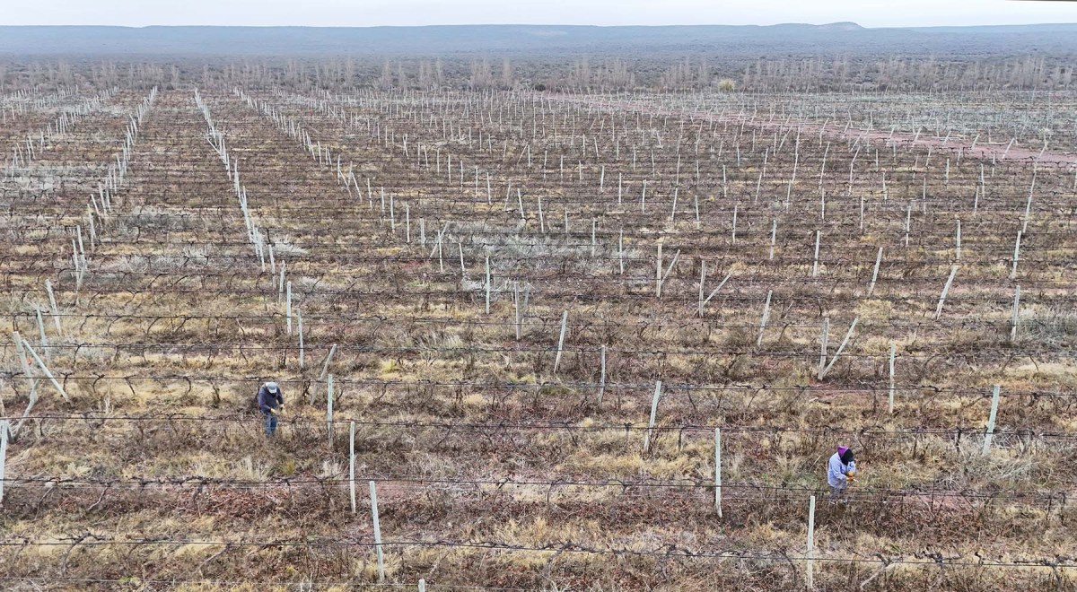 Un viñedo de 17 hectáreas en el principal polo vitivinícola de la Patagonia.
