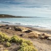 Imagen de Advierten sobre el peligro de los elefantes marinos en Chubut por la gripe aviar: piden un censo urgente
