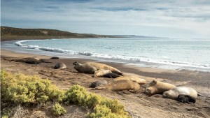Advierten sobre el peligro de los elefantes marinos en Chubut por la gripe aviar: piden un censo urgente