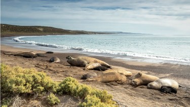 Advierten sobre el peligro de los elefantes marinos en Chubut por la gripe aviar: piden un censo urgente