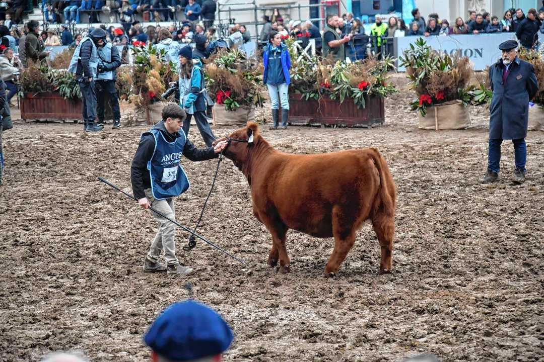 La Cantera, de Viedma, una de las cabañas de Río Negro premiadas en la Expo Rural de Palermo 2026.