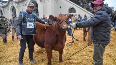La mitad de un ternero Angus criado en la Patagonia se vendió por 81 millones de pesos en Palermo