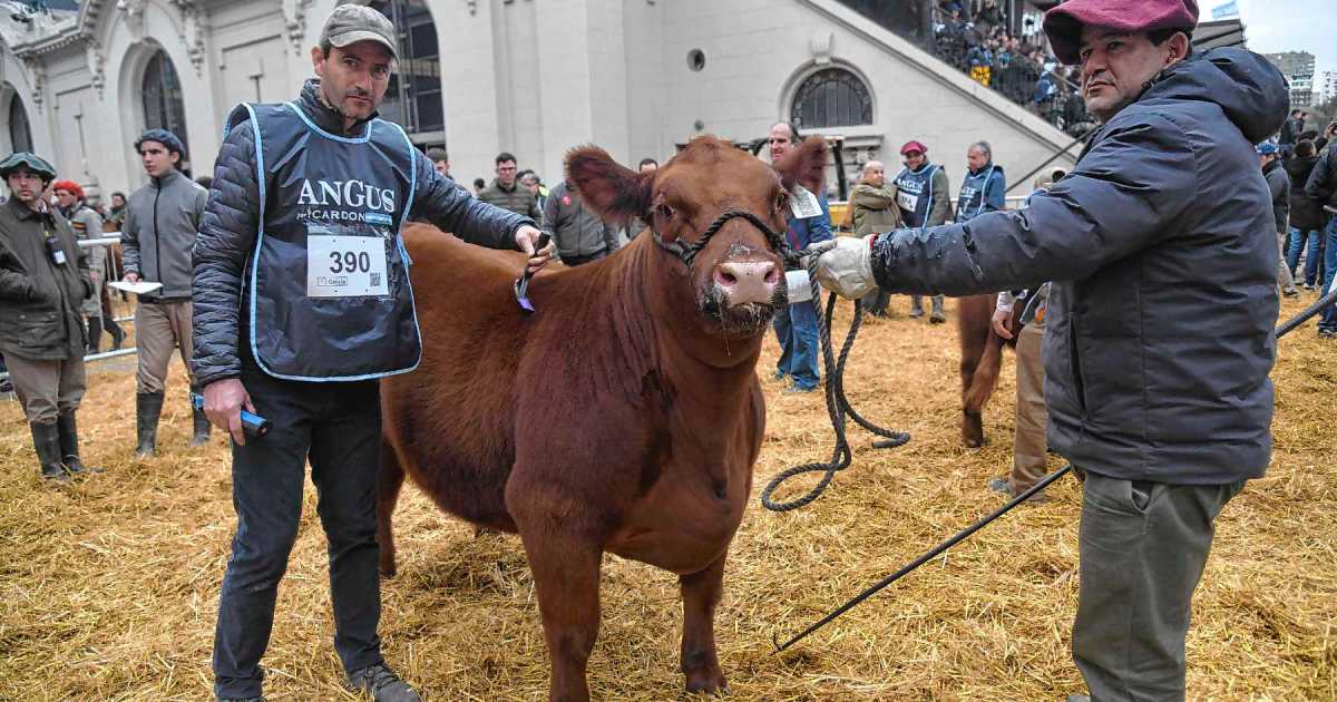 Récord de venta para un ternero Angus en la Patagonia: 81 millones de pesos