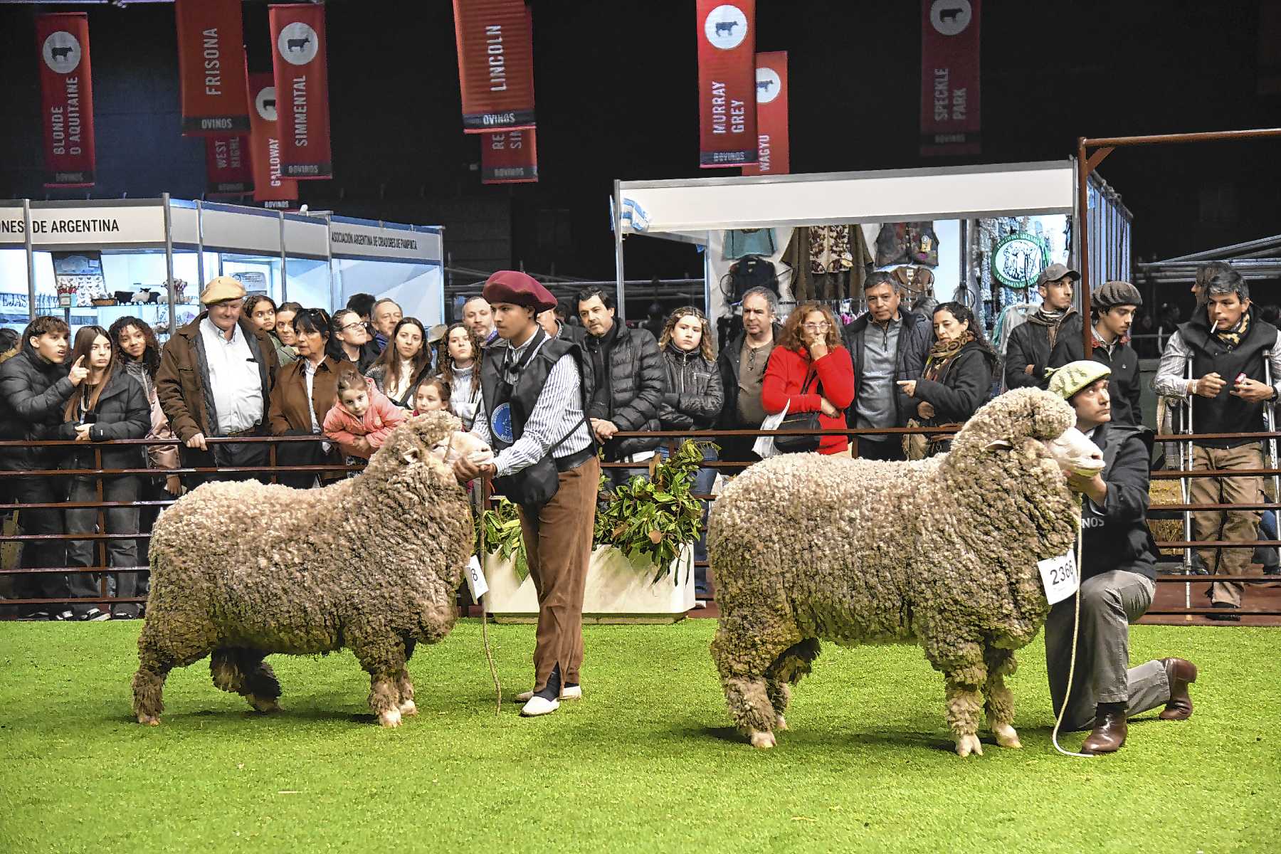La producción ovina en Patagonia busca recuperar su protagonismo