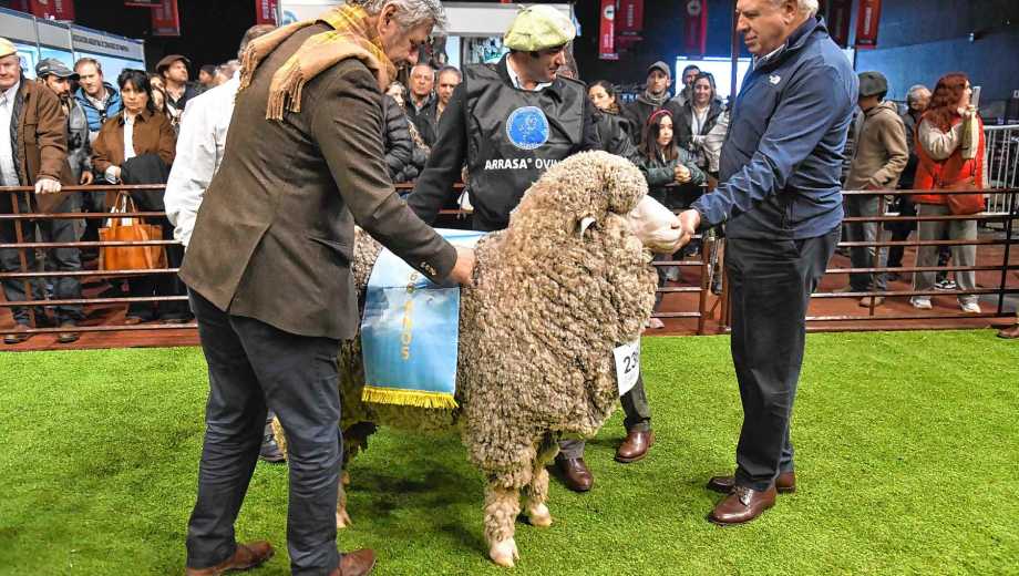Los ovinos de la Patagonia obtuvieron grandes premios por su calidad en Palermo 2026.