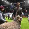 Imagen de Expo Rural de Palermo 2026: en ovinos la Patagonia también marcó presencia, la Media Luna y Coy Aike se coronaron campeones con los merinos