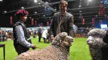 Imagen de Expo Rural de Palermo 2026: en ovinos la Patagonia también marcó presencia, la Media Luna y Coy Aike se coronaron campeones con los merinos