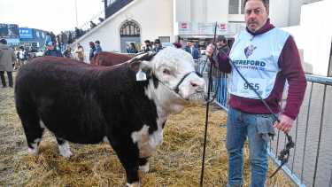 Las cabañas de la Patagonia arrasan en Palermo: San Marón logró el Gran Campeón Macho Hereford y la raza Angus sumó otro gran premio