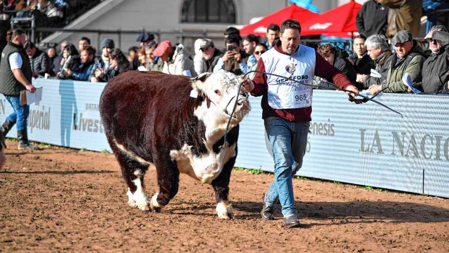 Cabaña La Txapela, de Gabriel Jaca, fue Reservado Gran Campeón Macho Hereford en Palermo 2026. Foto: Enrique García Medina.
